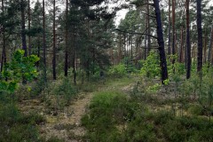 Friedhof-Radeland-Siedlung