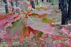 Radeland-Siedlung-Herbst