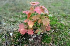 Radeland-Siedlung-Junge-Eiche-Herbst