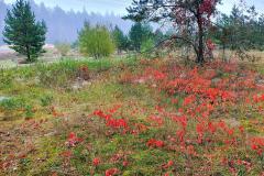 Radeland-Siedlung-Trasse-im-Herbst