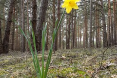 Osterglocke-im-Kiefernwald