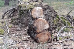 Trauriger-Baum-Radeland-Siedlung